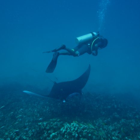 BRM_Andaman_Citizen-Science_Diver&Manta_MahimaJaini